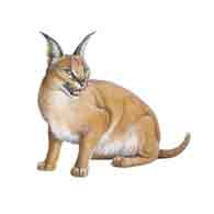 Caracal (Felis caracal)