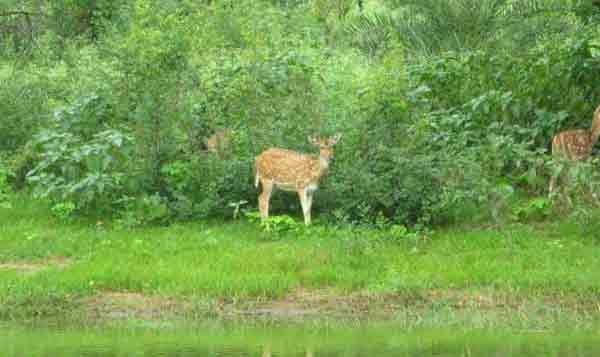 Flora and Fauna