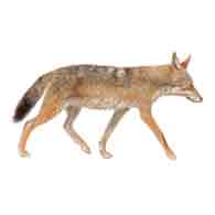 Jackal (Canis aureus)