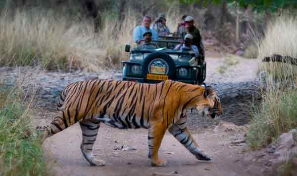 Jeep Safari