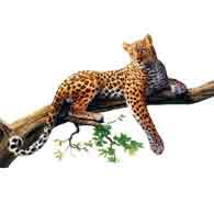 Leopard (Panthera pardus)