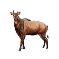 Nilgai (Boselophus tragocamelus) 