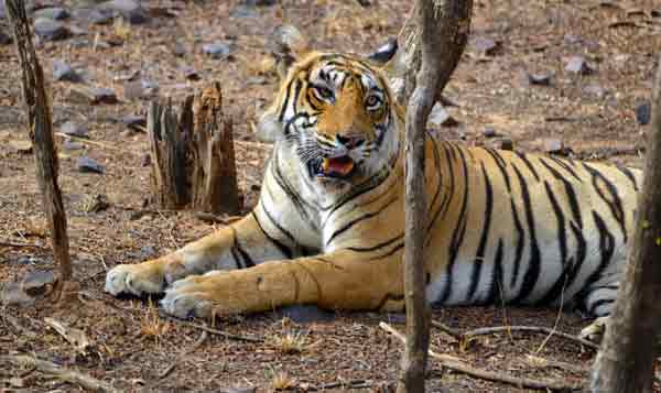 Jaipur Ranthambore Weekend Tour