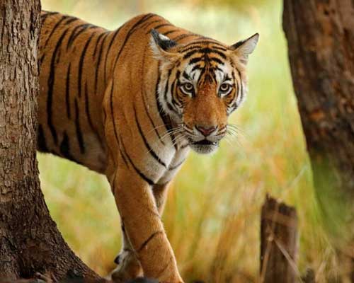 Jaipur Ranthambore Weekend Tour